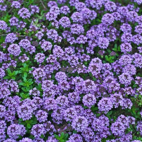 Flowering Groundcovers