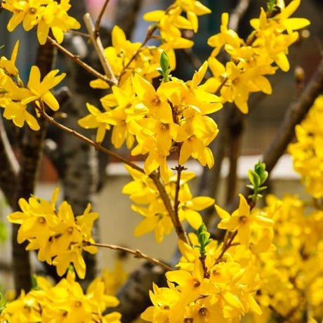 Forsythia Bushes