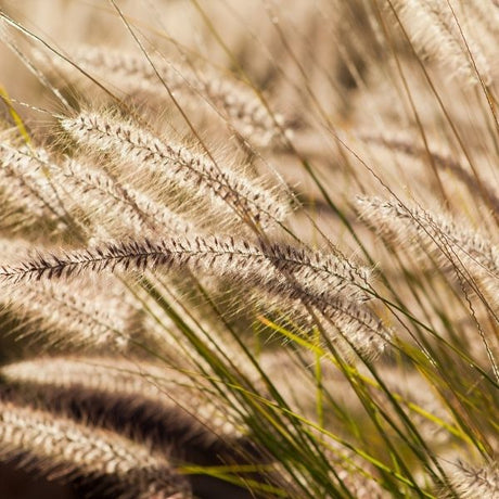 Fountain grass