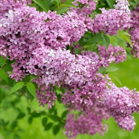 Fragrant Lilac Bush