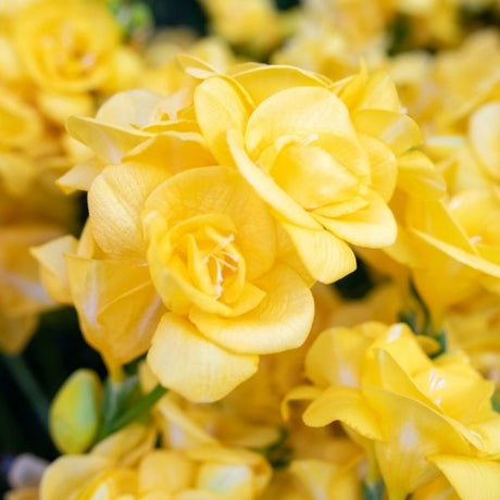 Freesia Bulbs - Nature Hills Nursery