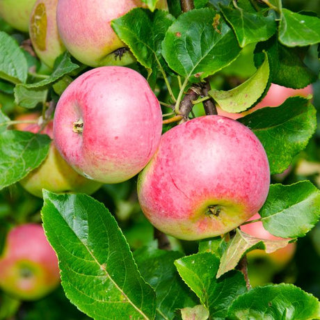 Fruit Trees and Bushes - Nature Hills Nursery