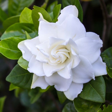 Gardenia Bush