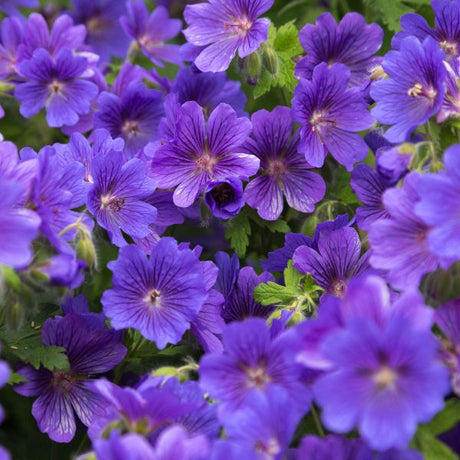 Geranium