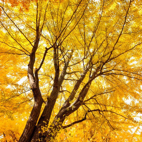 Ginkgo Trees