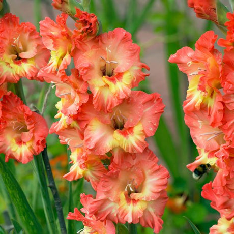 Gladiolus - Nature Hills Nursery