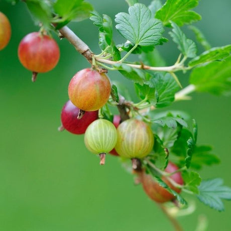 Gooseberry Bush