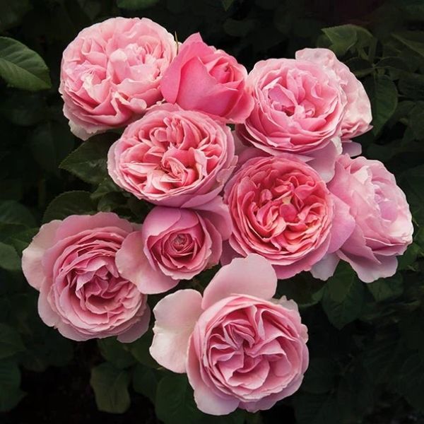 Grandiflora Rose Bushes