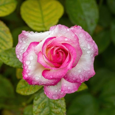 Grandiflora Rose Bush