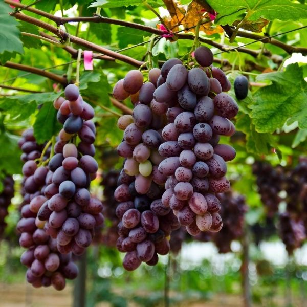 Grape Vines - Nature Hills Nursery