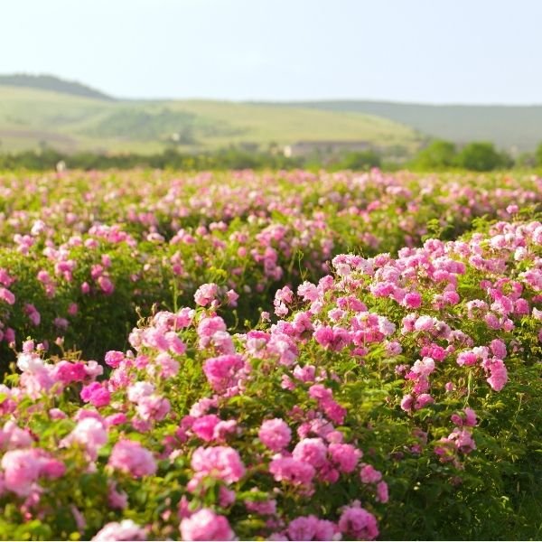 Groundcover Roses | Low-growing Roses