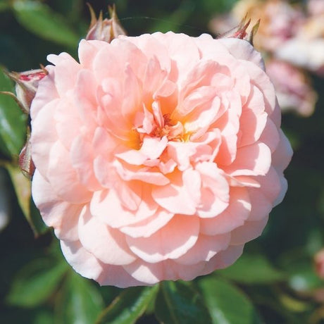 apricot drift groundcover rose