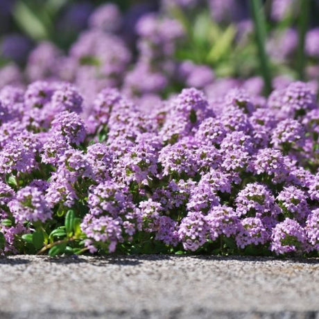 creeping thyme groundcover