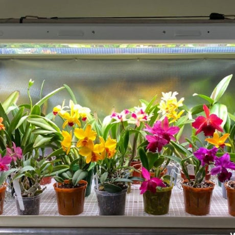 Grow light over plants