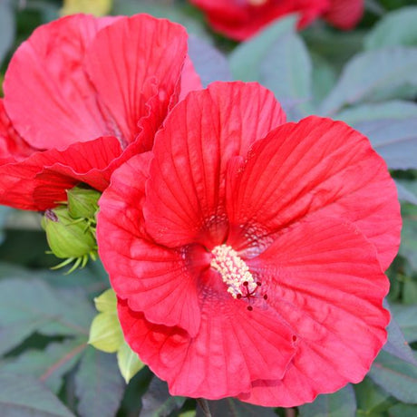 Hibiscus