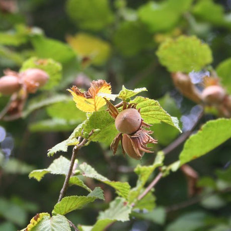 Hazelnut tree