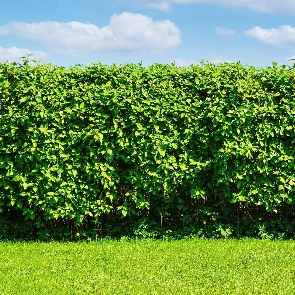 Hedges - Nature Hills Nursery