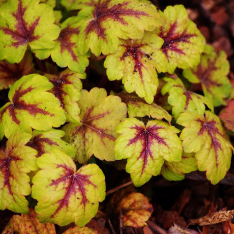 Heucherella Plants