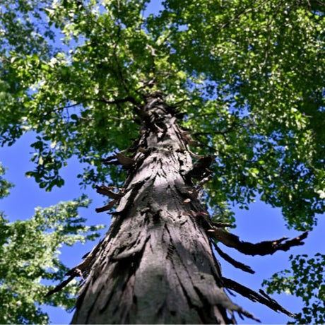 Hickory Trees - Nature Hills Nursery