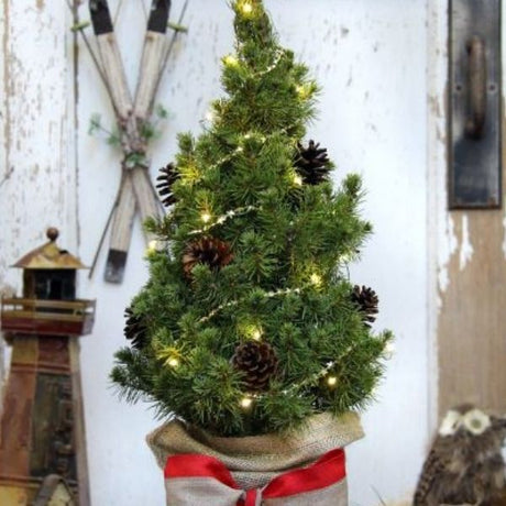 Holiday Plants - Nature Hills Nursery