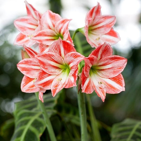 Amaryllis Holiday Gift Bulb