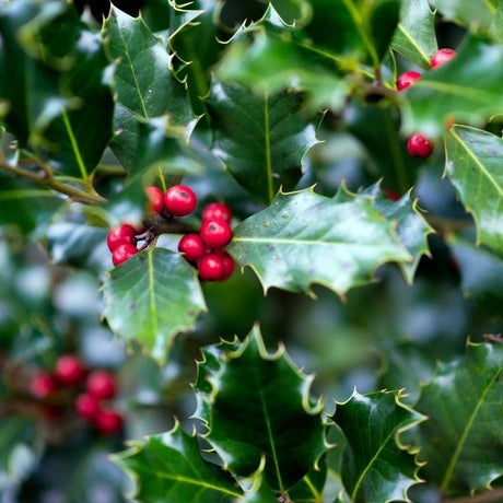 Holly Bushes