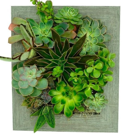 Home Décor - Nature Hills Nursery