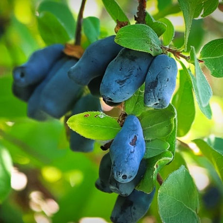 Honeyberry Bushes - Nature Hills Nursery