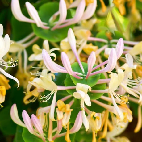 Honeysuckle Vine