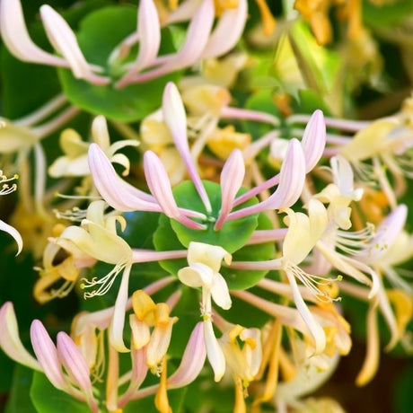 Honeysuckle