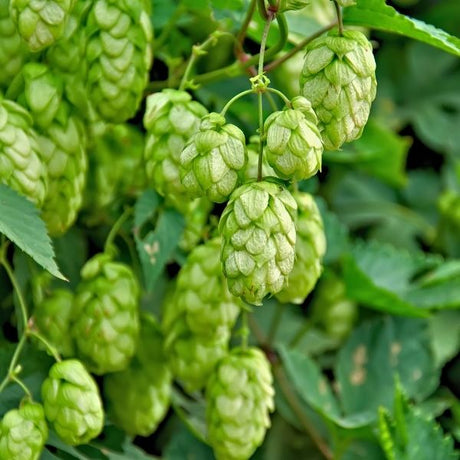 Hop Plants