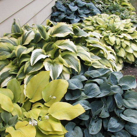 Hostas