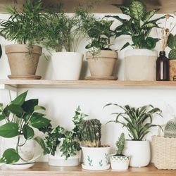 Houseplants