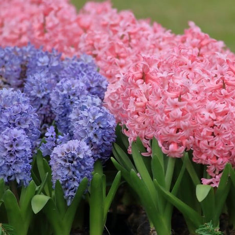 Hyacinth Bulbs - Nature Hills Nursery