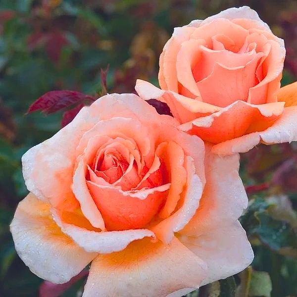 Hybrid Tea Rose Bushes