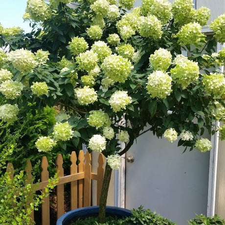 Hydrangea Tree