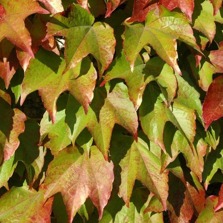 Boston Ivy