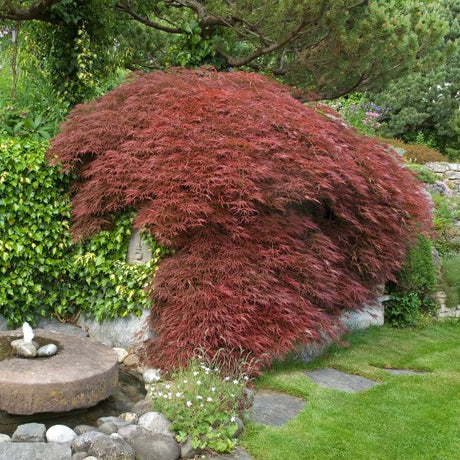 Japanese Maple Tree