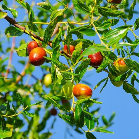 Jujube Tree