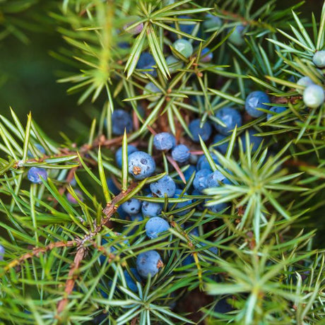 Juniper Trees