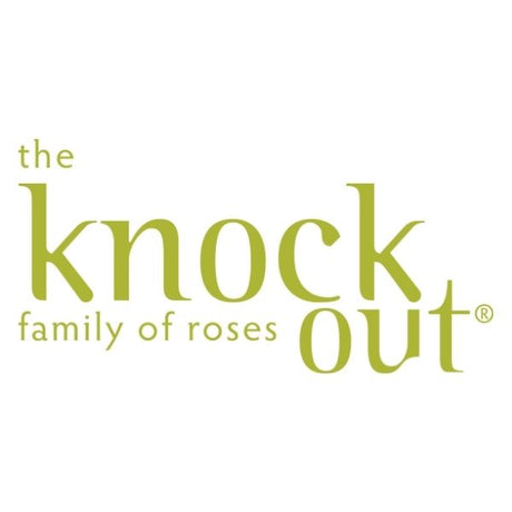 Knock Out Roses