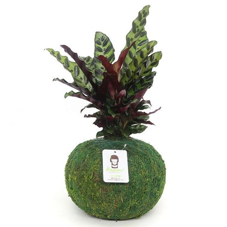 Kokedama