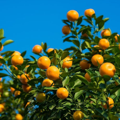 Kumquat Tree