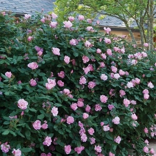 Landscape Shrub Rose Bushes