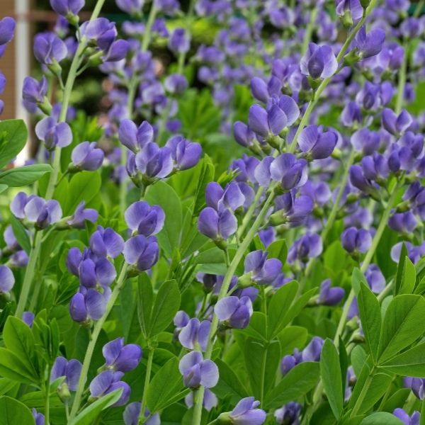 Large Perennials - Nature Hills Nursery