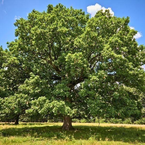 shop the largest trees available for shade and lasting curb appeal