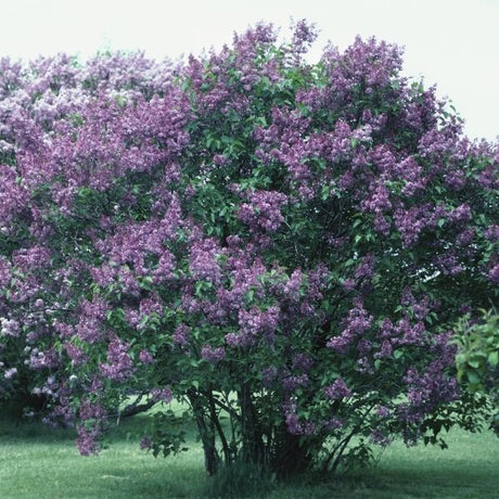 Large Bush