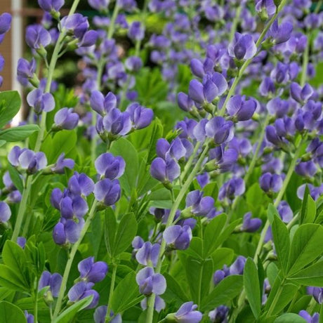 Large perennials