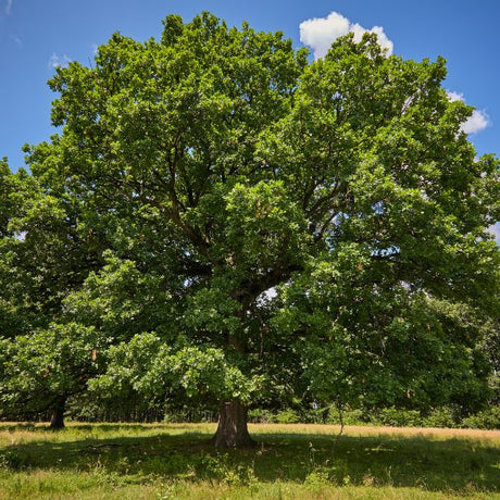 Large Trees