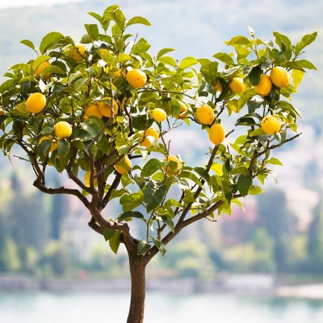 Lemon Tree